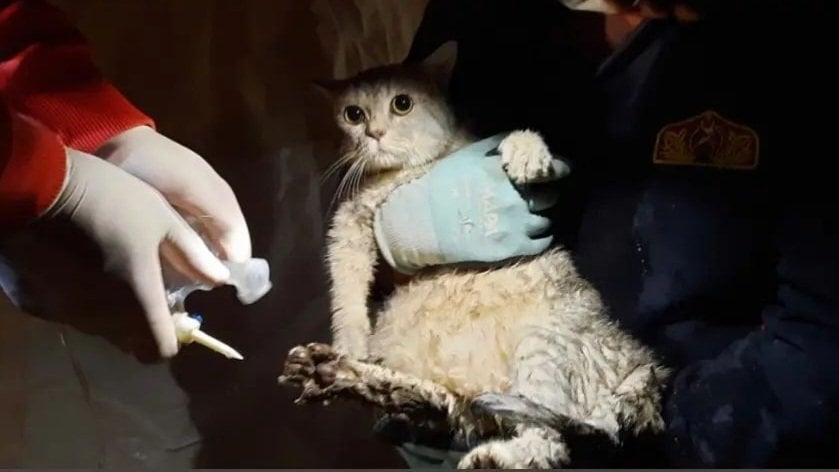 crypto_dynos's tweet card. Mahsur Kalan Hayvanları Çıkarmadan Binaları Yıkmayın #CanlıVarsaYıkılamaz