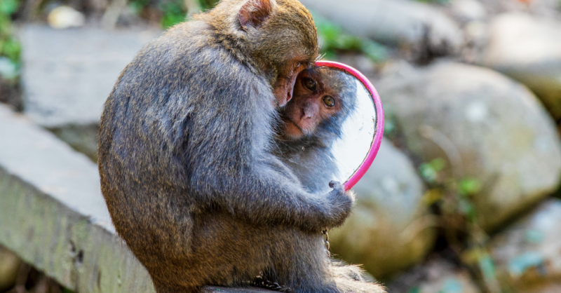 foodlog_nl's tweet card. Onverwacht nam de Tweede Kamer het amendement aan van Ines Kostić (PvdD) om de subsidiëring van apenonderzoek door het ministerie van Onderwijs, Cultuur…