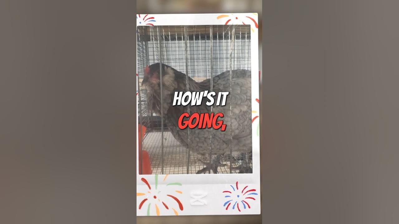 strumngrumbles's tweet card. The Incredible Rise of Champion Chickens