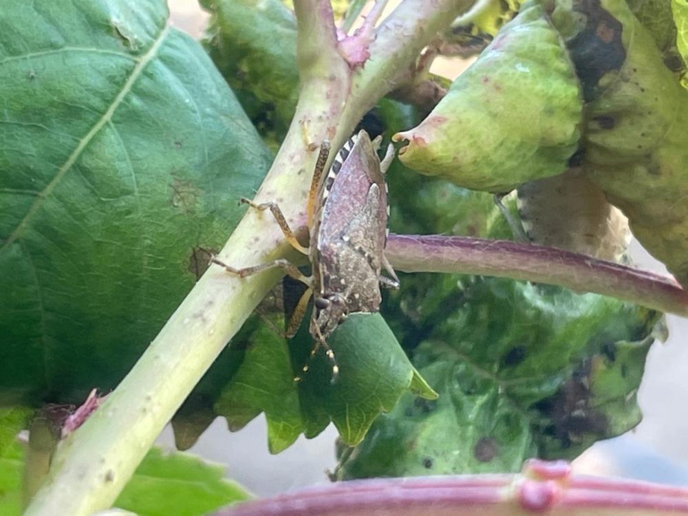 bavulhaber's tweet card. Kokarca böcekleri, kiraz, erik ve dut ağaçlarını istila etti. Bursa’nın Karacabey İlçesi’ndeki Boğazköy, Bayramdere ve Kurşunlu mahallelerindeki çiftçiler, zararın büyük olduğunu belirterek, Tarım ve...