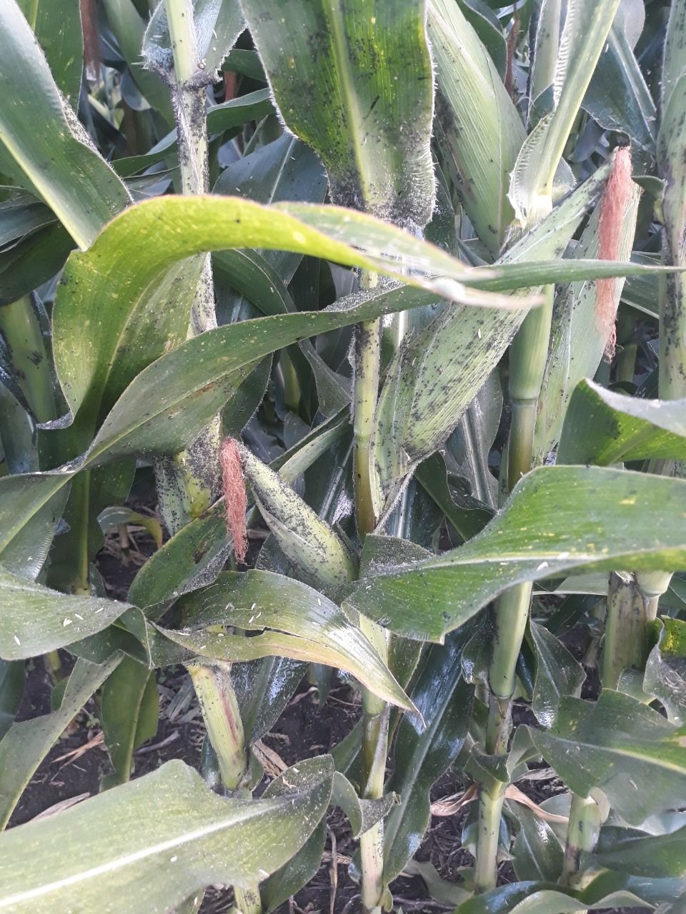 SwiftLabAi's tweet card. Aphids are pests that suck sap out of maize, making the crop to yellow and wilt. Up to 60% crop loss can occur if not handled early and properly. Swift Lab precision spraying drones recently helped a...