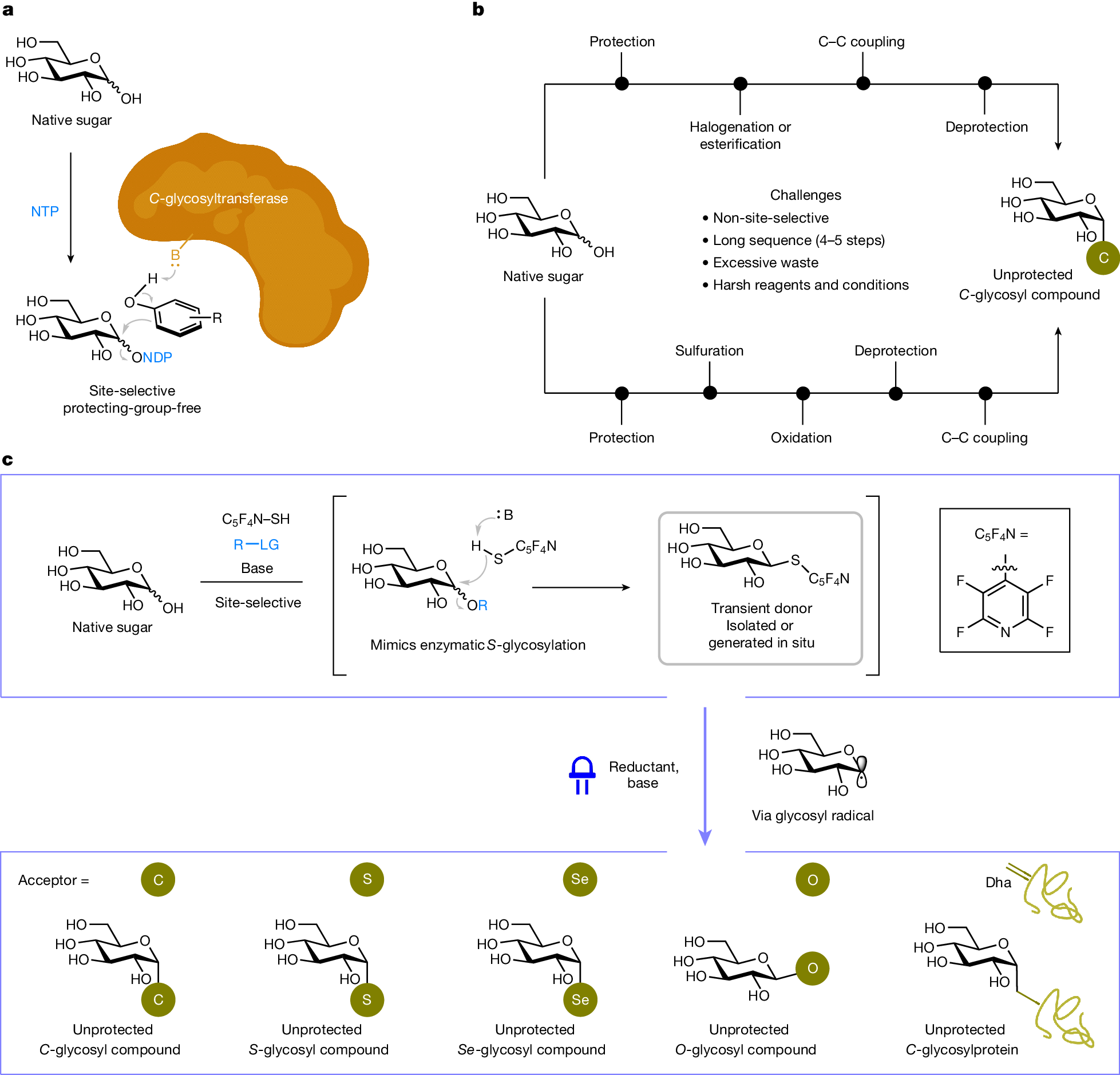 MJKoh87's tweet card. Nature - A radical-based method for functionalizing native sugars shows a way to remove typical protecting-group manipulations.