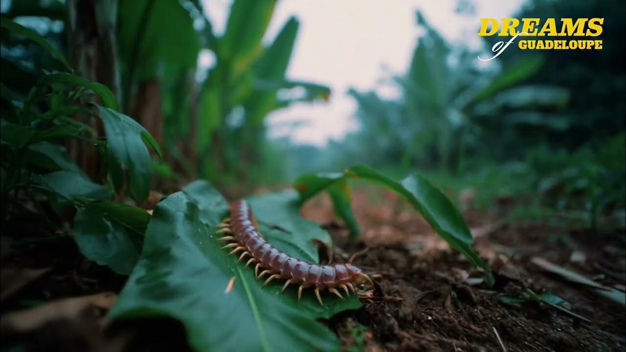 ManuVision's tweet card. Dreams of Guadeloupe