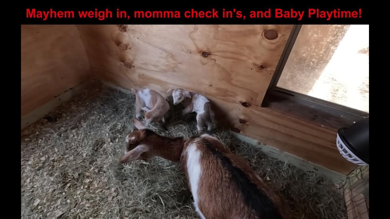 BreezyWillowFrm's tweet card. Mayhem weigh in and BABIES