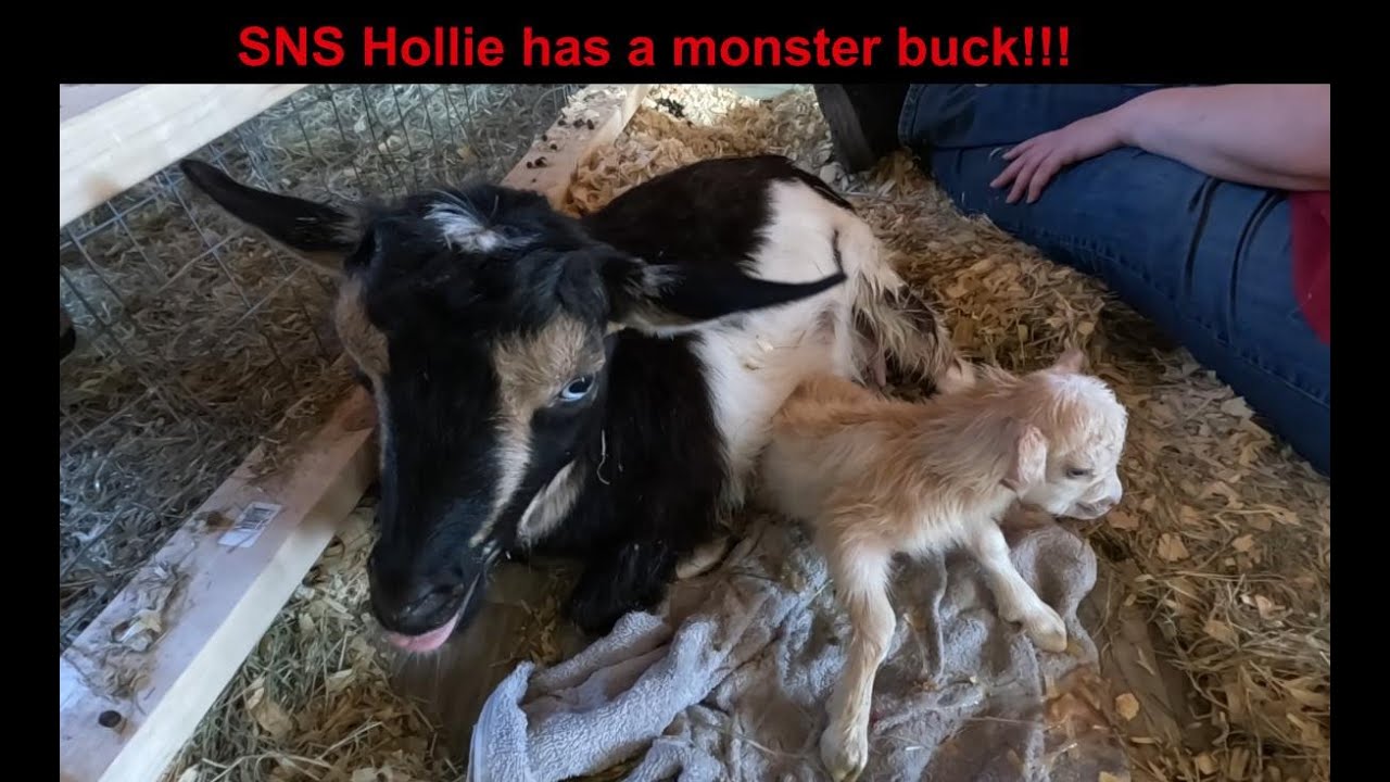 BreezyWillowFrm's tweet card. Big baby BUCKING! Hollie did it!