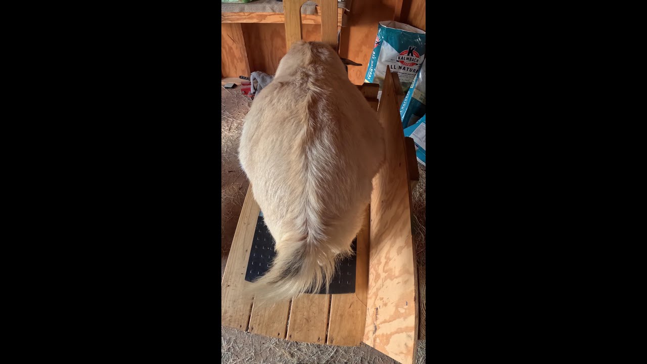 BreezyWillowFrm's tweet card. Goat momma weigh in week 6