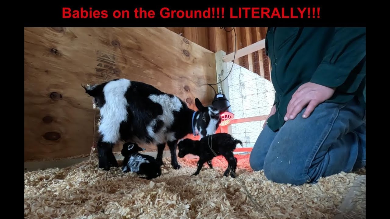 BreezyWillowFrm's tweet card. Baby goats are ON THE GROUND! Literally!!!