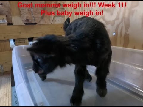 BreezyWillowFrm's tweet card. Goat momma weigh in! Week 11 And Babies!!!