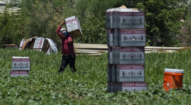 NILC's tweet card. Calling the U.S. farm workforce “critical” is an understatement. Agricultural workers’ labor feeds us. Yet their living and working conditions often do not reflect their immense contributions to so…