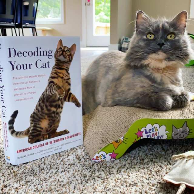 InsightfulAnim1's tweet card. Cats are often misunderstood, and even considered conniving and without need of human interaction, Chicago-based veterinary behaviorist Dr. Kelly Ballantyne takes aim and busts those myth…