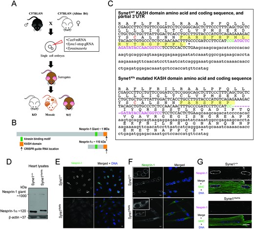 YLLee_CellBio's tweet card. Abstract. Mutations in LMNA, the gene encoding A-type lamins, cause laminopathies—diseases of striated muscle and other tissues. The aetiology of laminopat