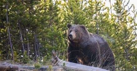 JSCCounterPunch's tweet card. Grizzly bear deaths in Montana’s portion of the Greater Yellowstone Ecosystem were up last year from 2019 and were higher than the 10-year average, according to a state report shared