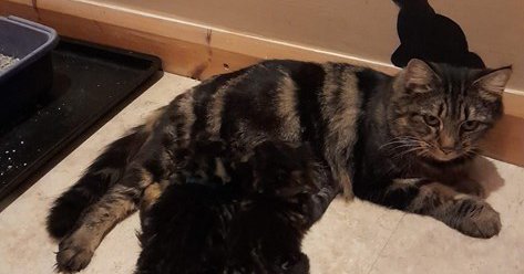 Tweet card summary image