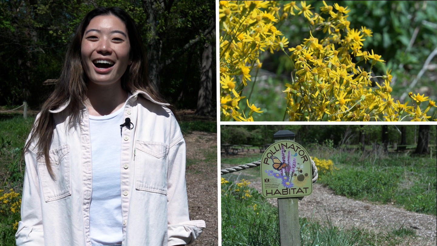 _allysonchiu's tweet card. “No mow” initiatives are becoming a popular springtime effort to help support bees, butterflies and other pollinators.
