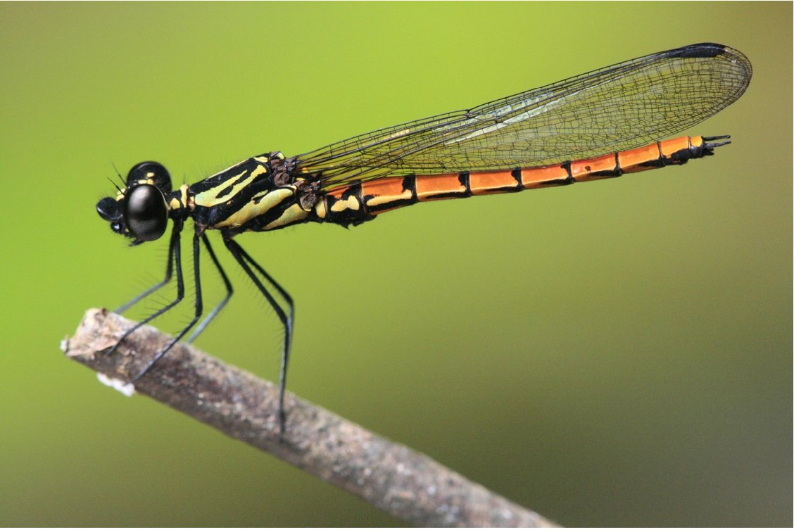 mongabay's tweet card. “The coming of autumn determined by a red dragonfly.” – Kaya Shirao Dragonflies, as depicted in this haiku, have held a special place in Japanese culture for millennia; so much so that among the...
