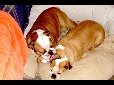 WorldBroadcast1's tweet card. Lazy Sunday English Bulldogs