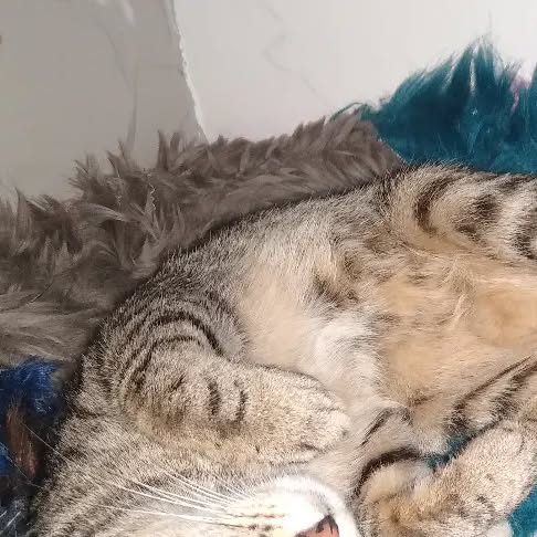 Elisabe45041823's tweet card. Elisabeth Santos (@vos.4.pattes.entre.mes.2.mains) • Instagram photo