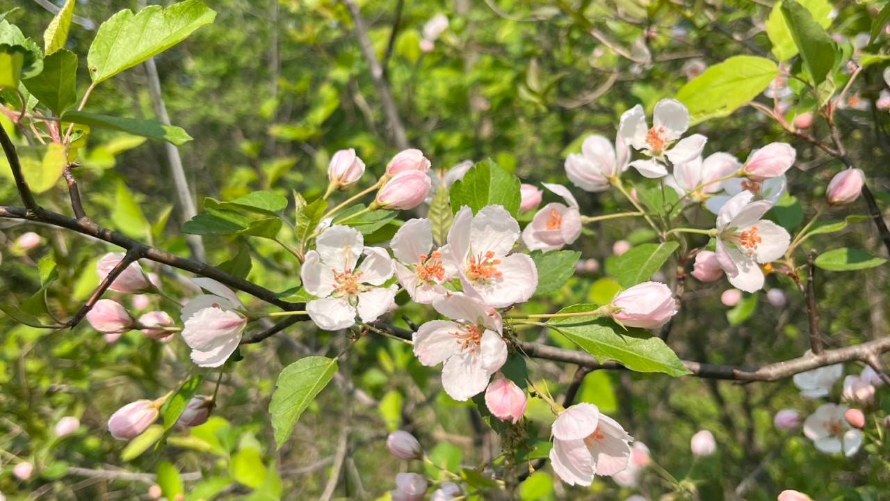 CdnNatureSci's tweet card. Canadian biodiversity & conservation updates from July 2025 Species at risk recovery in action A record year for Great Lakes piping plovers: After the population declined to as few as 12 nesting...