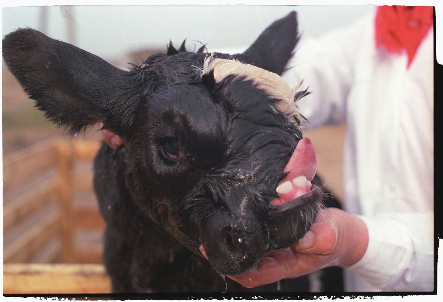 TheLostSparkPho's tweet card. The catastrophic meltdown that happened at the Chernobyl Nuclear Power Plant caused deformities and death in wildlife, farm animals, and insects.