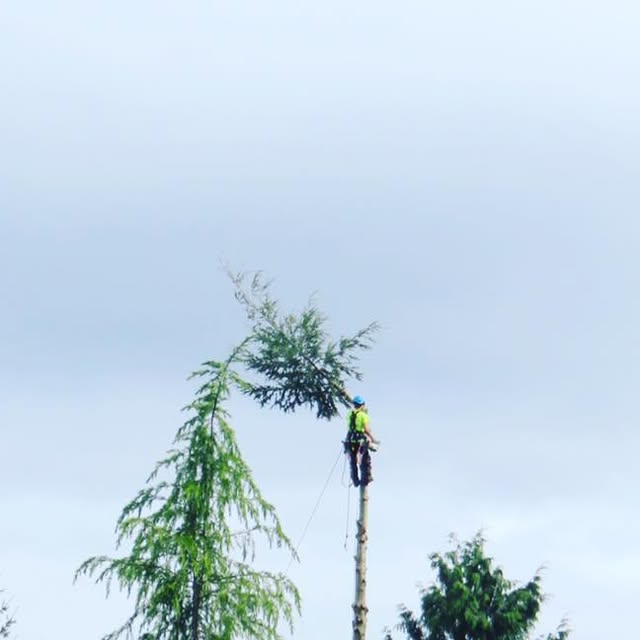 FieldsTreeCare's tweet card. Fields Tree Care LLC (@fieldstreecare) • Instagram photo