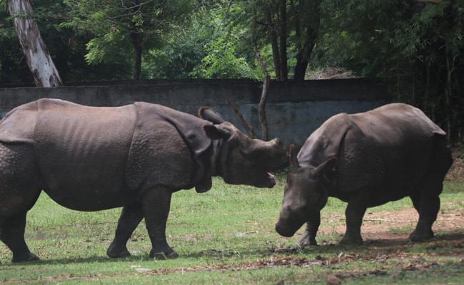 CSulskis's tweet card. On World Rhino Day, Srija Santhanam was elated to get a chance to click selfies with her favourite greater one-horned Indian rhinos named Ram and Rhine at the Arignar Anna Zoological Park in Vandal...