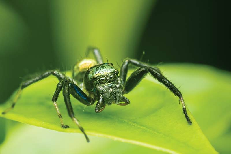 FollowRobinAge's tweet card. “Eeeks, a spider!” That is how most of us react on seeing the eight-legged arachnid, with its eight beady eyes. But why do we panic? Is it because it looks creepy or because we know it can sting?...