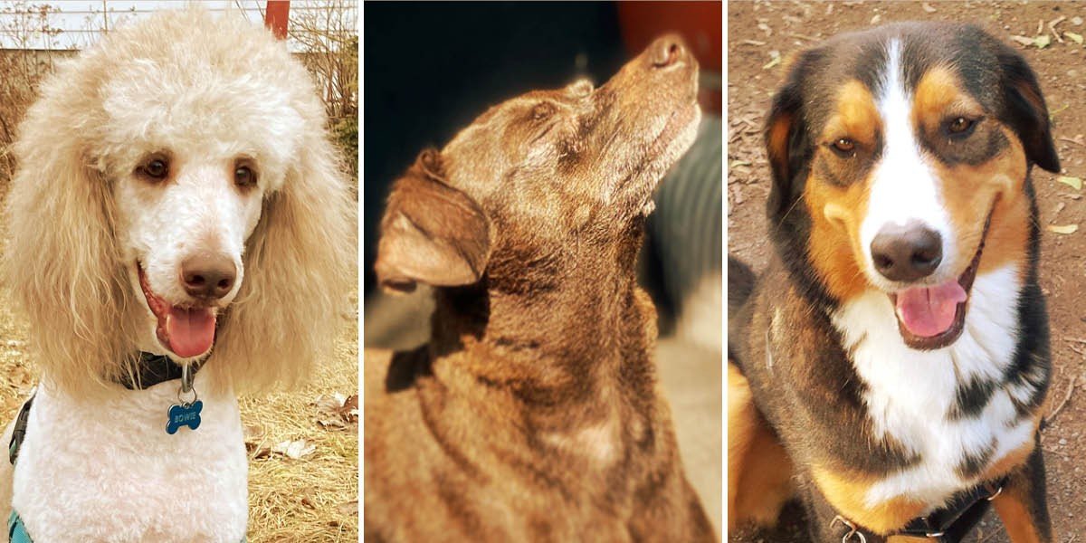 ConcordiaAlumni's tweet card. Throughout the years, many Concordia Shufflers have brought along their canine companions on the 6.5-kilometre fundraising walkathon. Read the stories of three participants who share how their dogs...