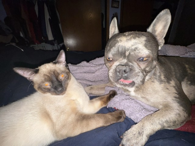 OneToad4u's tweet card. Today was glorious. I, Ace the Magnificent, engaged in a battle of wits with Reggie the Brindle Buffoon. The topic? Riddles. The outcome? A landslide victory for yours truly. It started when I aske…