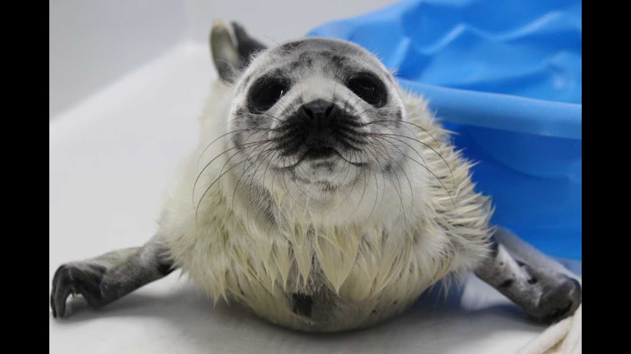 Fuzzledup's tweet card. A Rare Stranding Takes MMoME By Surprise