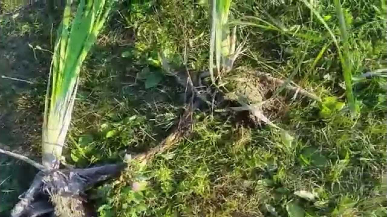 DarrellRhoades's tweet card. Cattail Control