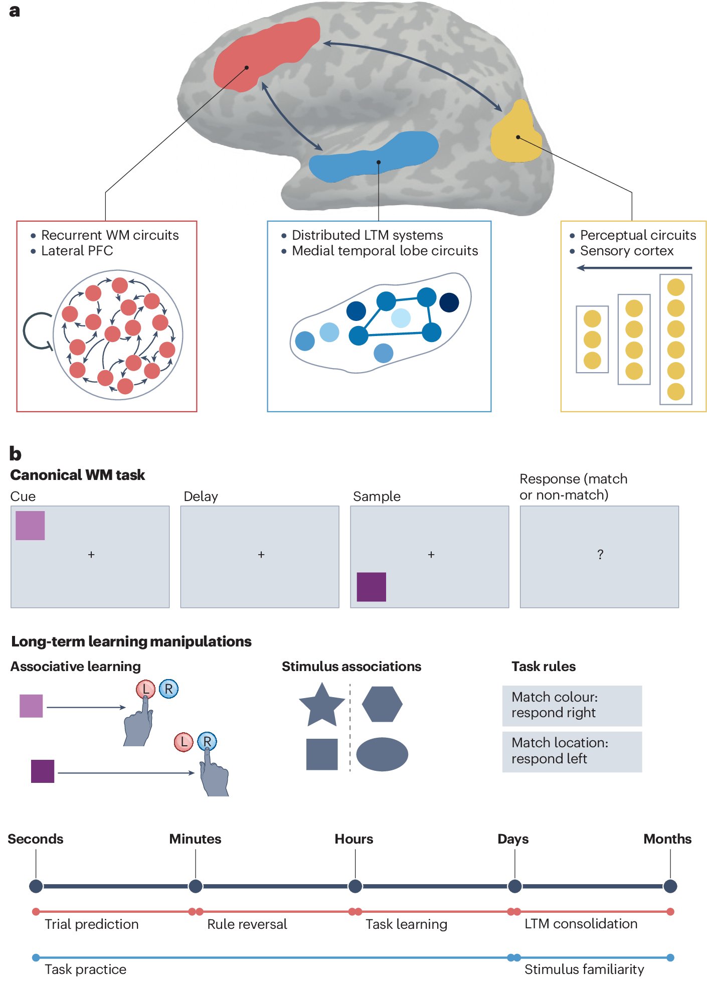 c_constan's tweet card. Nature Reviews Neuroscience - The prefrontal cortex is critical for working memory, over a timescale of seconds. In this Review, Miller and Constantinidis examine how the prefrontal cortex...