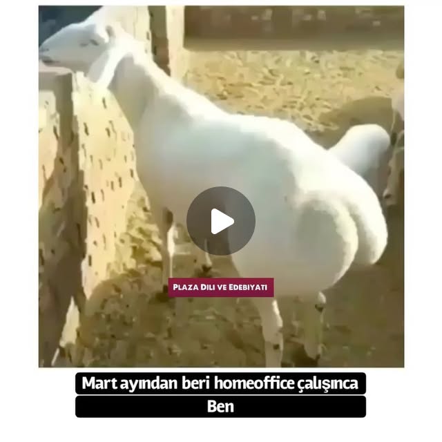 PDiliEdebiyati's tweet card. Plaza Dili ve Edebiyatı (@plaza.dili.ve.edebiyati) • Instagram video