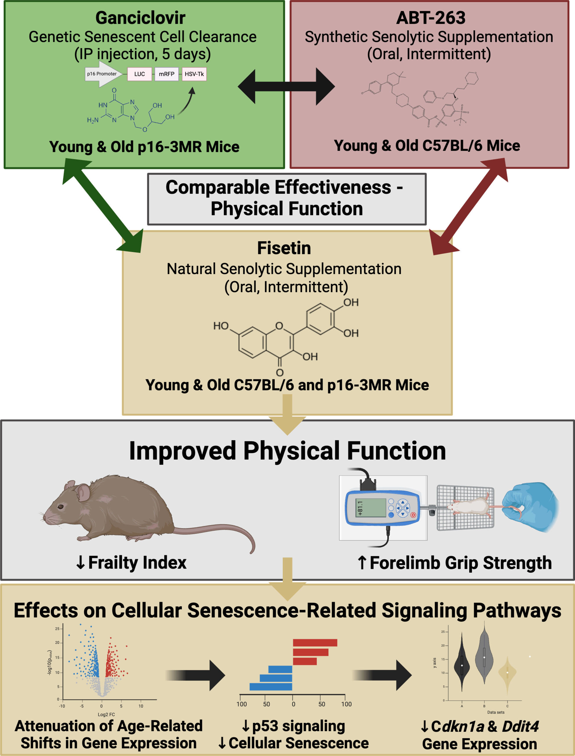 CUAgingLab's tweet card. Supplementation with the natural senolytic agent fisetin attenuated age-related declines in physical function in mice. Better physical function with fisetin was accompanied by lower expression of...