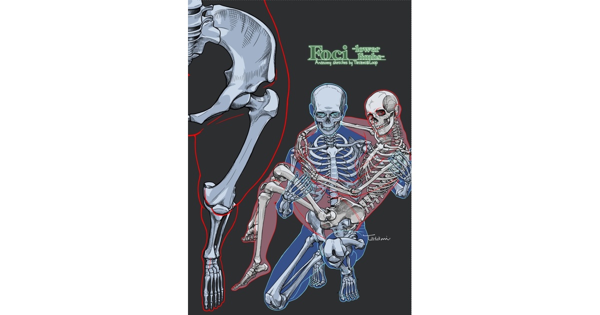 tatami_loop's tweet card. 「Loop」の畳による個人誌【製本版】 コミックマーケット（C106）の新刊です。 【誌名】Foci -lower limbs- Anatomy sketches by Tatami@Loop 【内容】解剖学スケッチ＋解説 【仕様】オフセット印刷本（中綴じ） 　　　　B5タテ（見開きB4）全24ページ（本文20ページ）左綴じ 　　　　表紙・本文フルカラー 【言語】日本語　(Japanese...