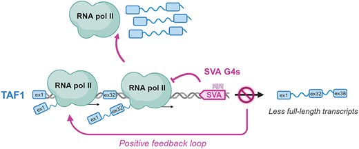 RichterLabUnipd's tweet card. Abstract. G-quadruplexes (G4s) are non-canonical nucleic acid structures that form in guanine (G)-rich genomic regions. X-linked dystonia parkinsonism (XDP
