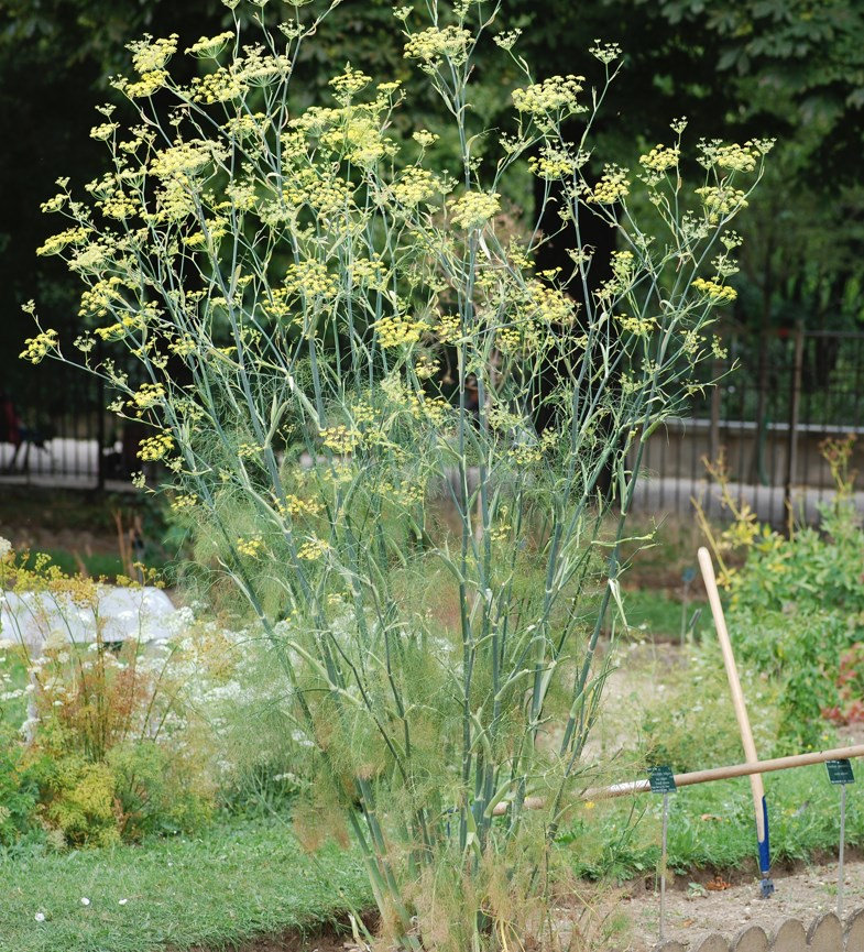 ForagingNetwork's tweet card. Wild fennel is a very common plant in the UK and delicious paired with with eggs, fish or in salads. In this article we'll discuss how to identify this wonderful herb, learn its uses and give you...