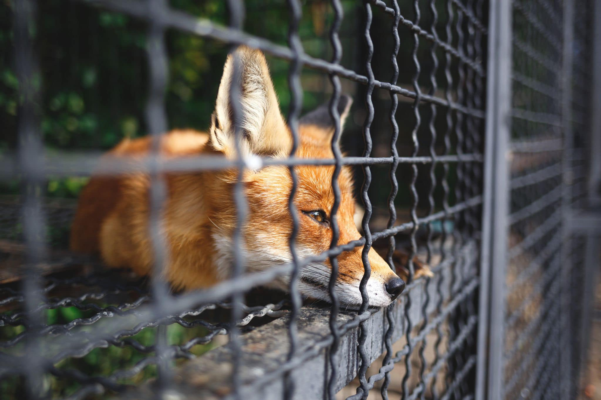 Robby68142735's tweet card. Die Baujagd ist tierschutzwidrig. Das beginnt schon mit der Ausbildung der Jagdhunde mit lebenden Füchsen.