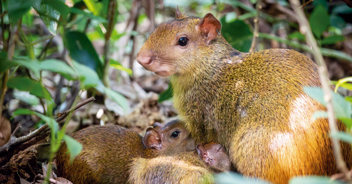 PesquisaFapesp's tweet card. Em plena cidade do Rio de Janeiro, o Parque Nacional da Tijuca foi reflorestado no século XIX por ordem do imperador dom Pedro II (1825-1891). O resultado foi uma floresta viçosa e cheia de fontes de...