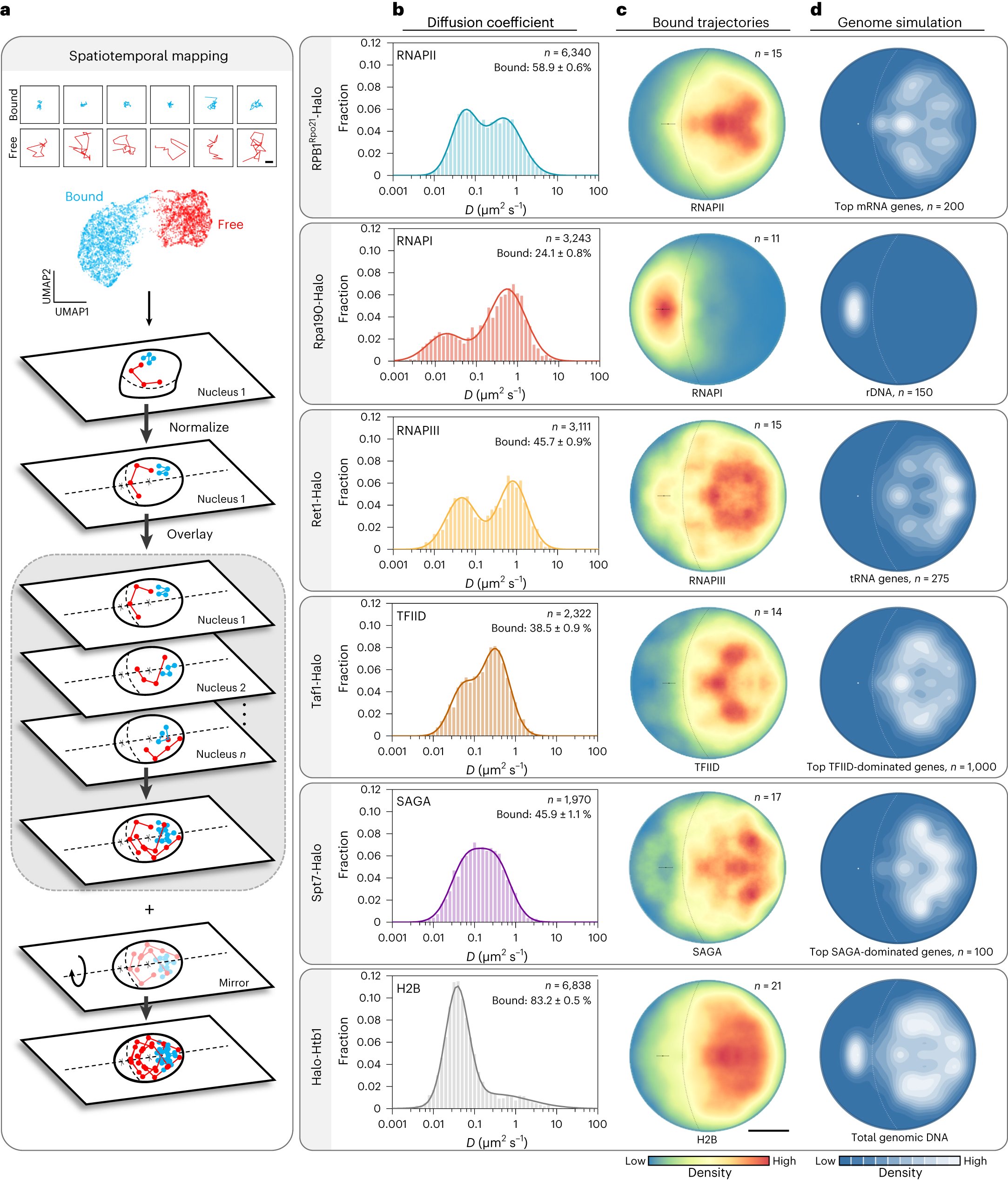 NatureCellBio's tweet card. Nature Cell Biology - Using single-molecule tracking and spatiotemporal mapping, Ling et al. show that the C-terminal domain of RNA polymerase II facilitates its dynamic confinement in subnuclear...