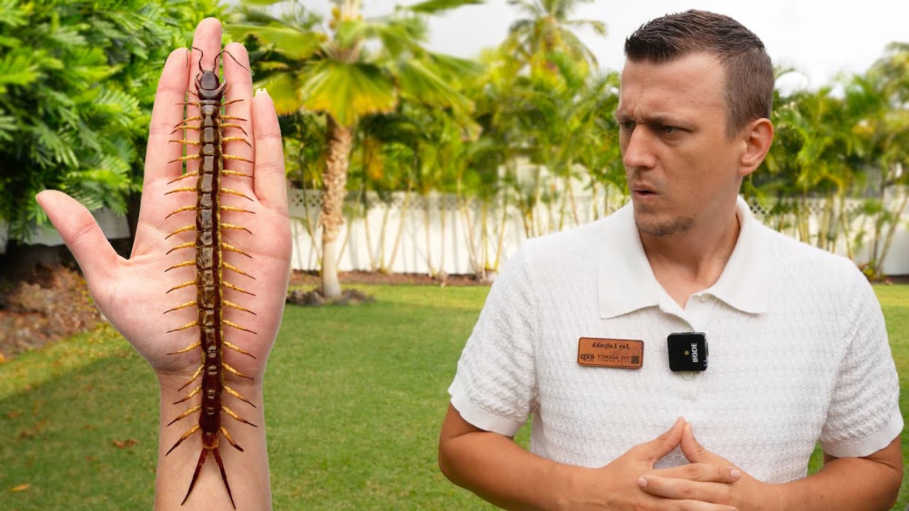 chefkevh's tweet card. Big Island Has a Many Legged Surprise For You - You're Going to Love...