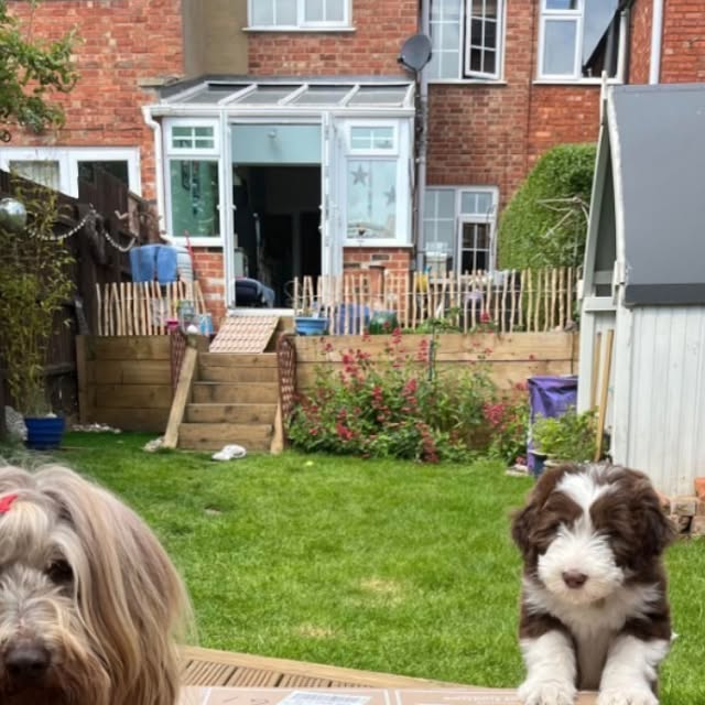 ScruffyDogSteph's tweet card. Natural Instinct Raw Pet Food (@naturalinstinctfood) • Instagram photo