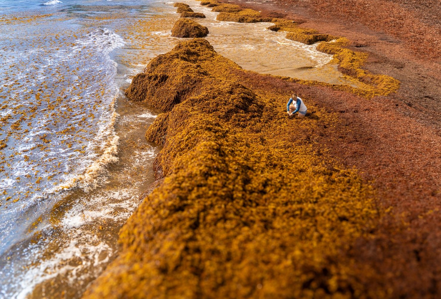 SeafieldsSL's tweet card. Seafields aims to remove billions of tonnes of carbon from the atmosphere