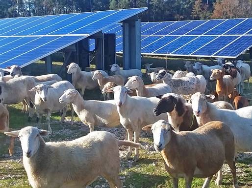 SolarKnowledge's tweet card. Pilot Project’s Success in Jacksonville, Florida Clears the Path for Vegetation Management by Sheep C2 Energy Capital, LLC, a rapidly growing investor in renewable energy and storage assets, is...