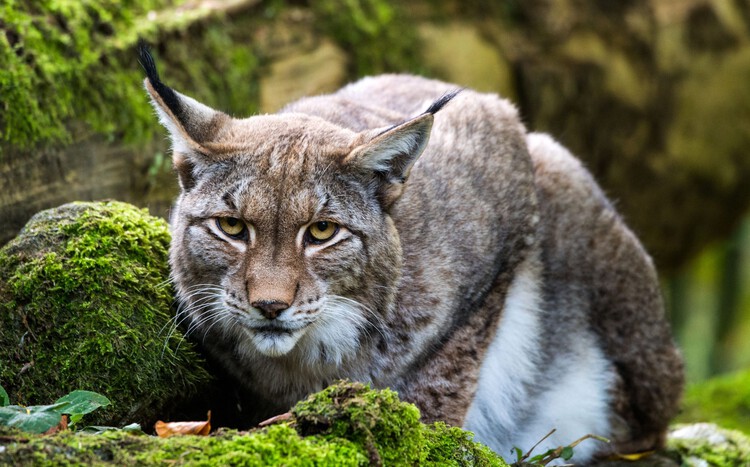 turtlebee2's tweet card. Appeal from Danish keepers sparks furious backlash from animal lovers