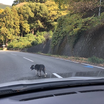 inu_maigo's tweet card. 運転中に見かけました。首輪を確認できず申し訳ありません、飼い主様見つかりますように。