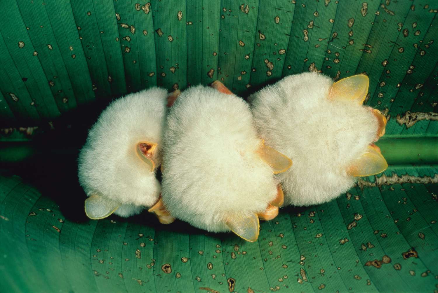 fronted's tweet card. The cutest types of bats defy stereotypes, including tiny bats that are the size of insects, cuddly Central American white bats, and more.