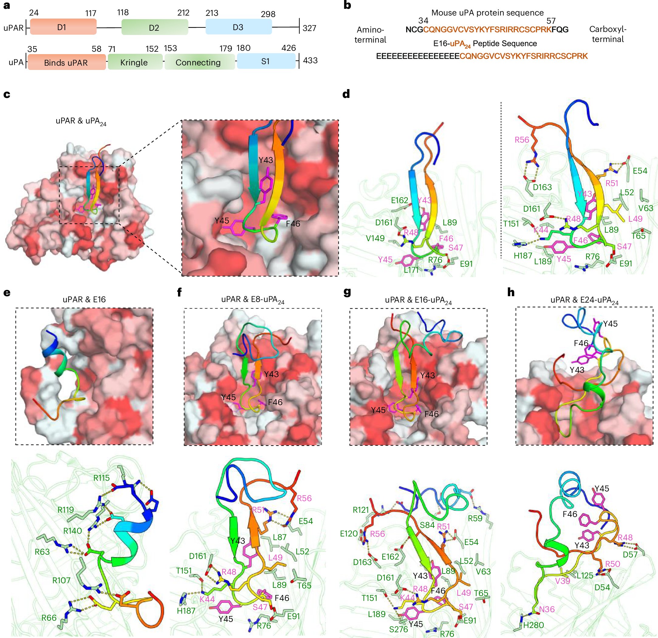 NatureAging's tweet card. Nature Aging - Ming, Yang, Huang et al. design a chimeric matchmaker peptide, which targets a senescent cell-specific surface marker and modifies the cell surface with polyglutamic acid. This...