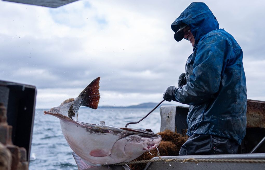 Pauledroberts's tweet card. Halibut fishing is struggling. The flat fish, once a mainstay for Alaska fishers — and for American families — can now cost more than $30 a pound at the supermarket.