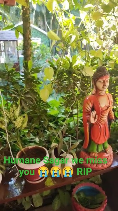 Subhashchamol11's tweet card. #humanesagar#rip#odiasong#tribute#buddha#greenvibes#stachu#shorts#rip...