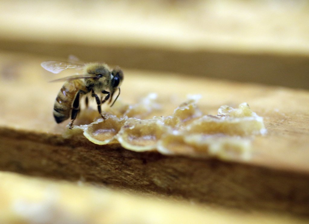 assembly's tweet card. The global spread of a virus that deforms the wings of honeybees and kills them in droves was caused by humans, new research has found.According to the study published this week in Science, the...